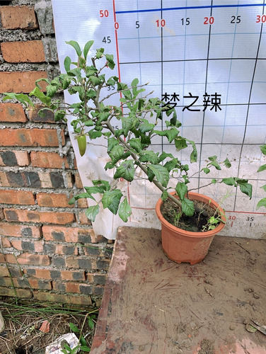紫阳金丹母桩阳台泸州包邮金弹子