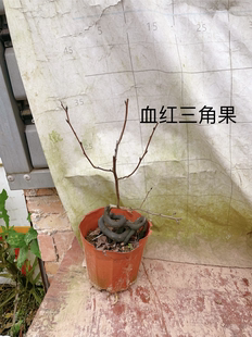 老鸦柿品种桩五锦富士黑凤赤兔天王瑰宝八重山峰至尊原盆原土发货