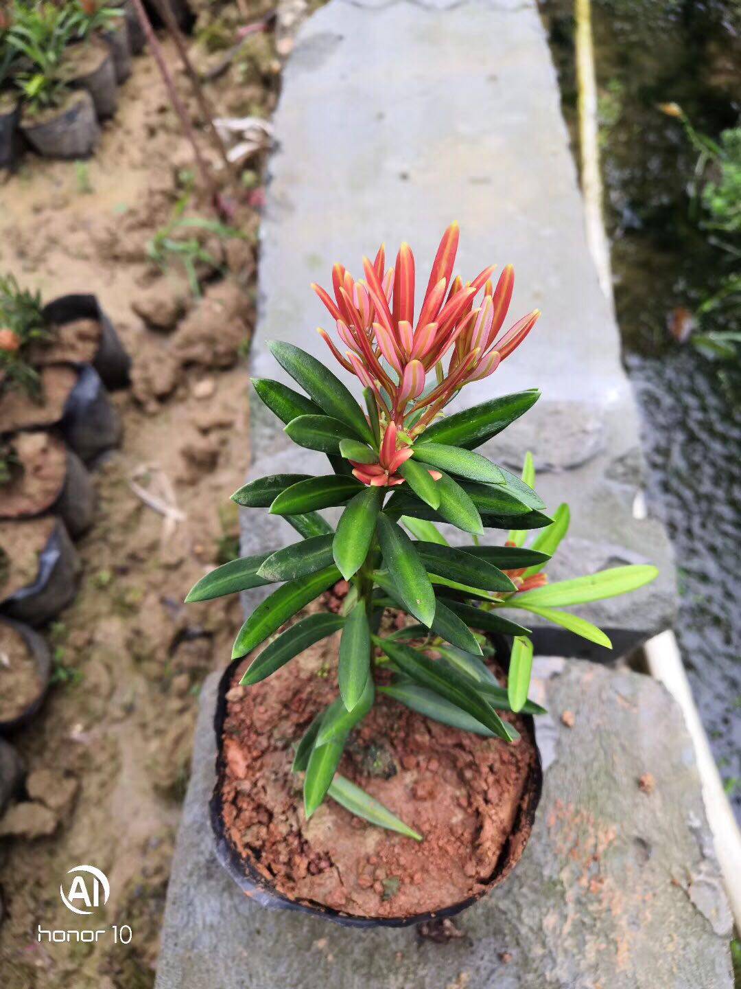 海岛罗汉松 太子妃罗汉松 红心红芽罗汉松树苗 盆栽庭院名贵树苗