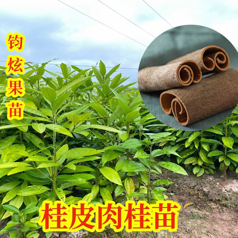 桂枝树苗中药材肉桂树苗正宗桂皮苗食用大料南北方盆栽带土发货