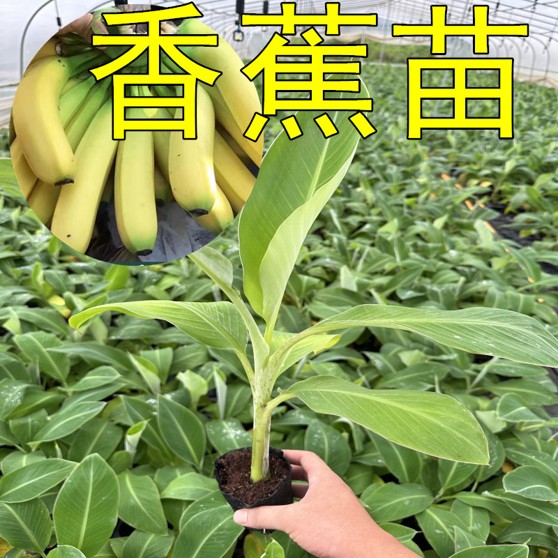 香蕉苗芭蕉苗金粉蕉西贡蕉苗带土带叶南方种植发货