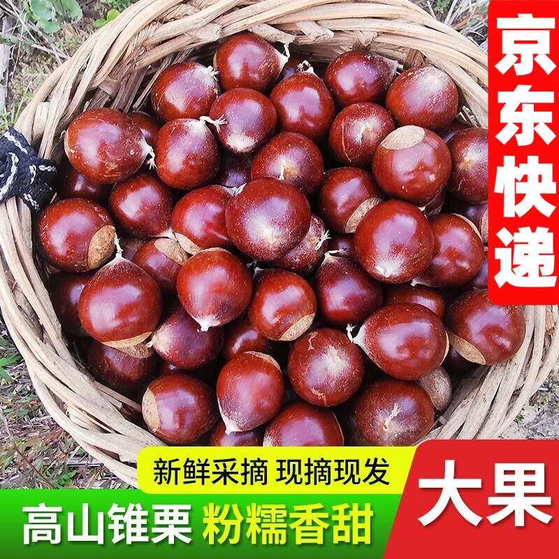 2026新鲜锥栗高山农家现摘