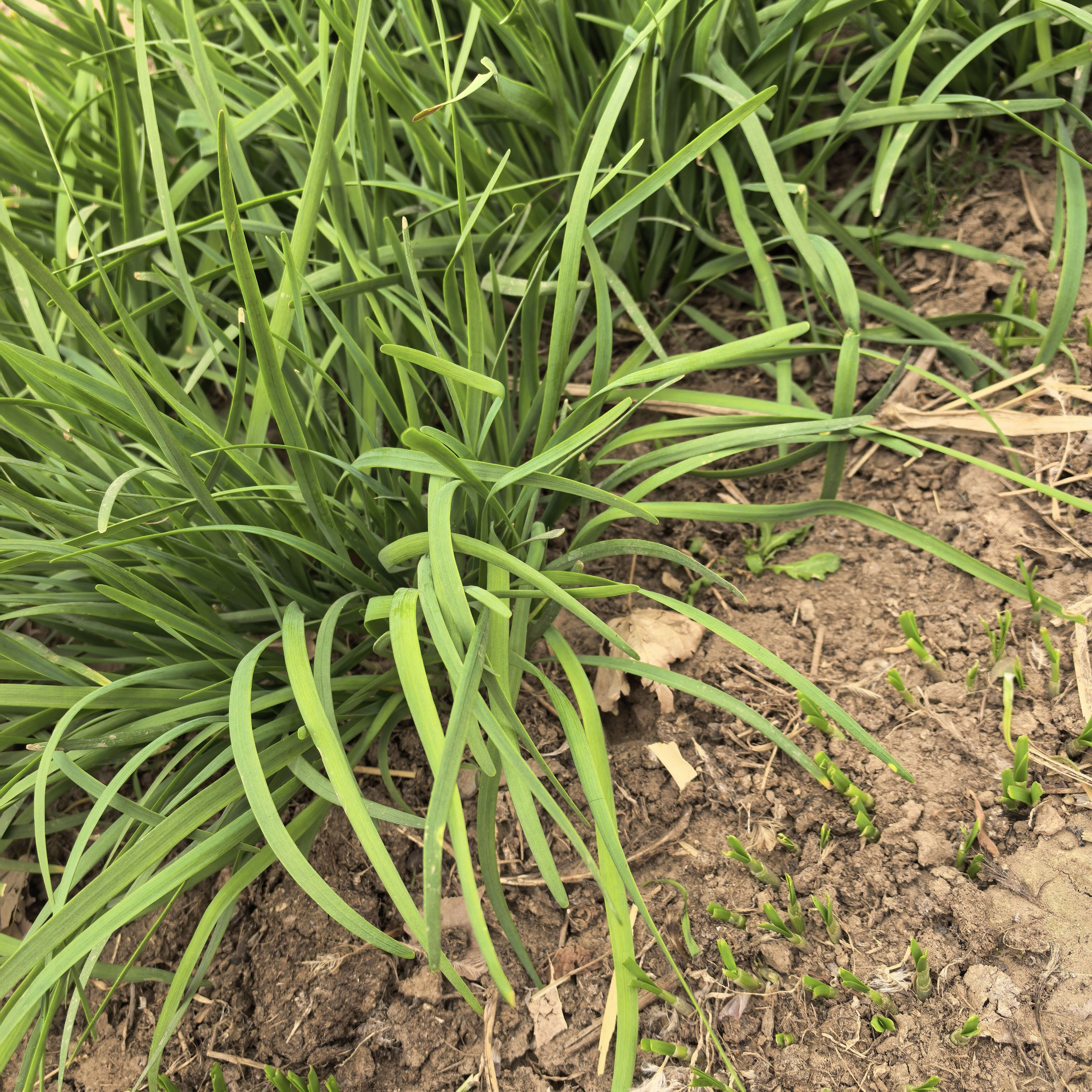 韭菜自家种植吃不完没有任何农药叶菜类