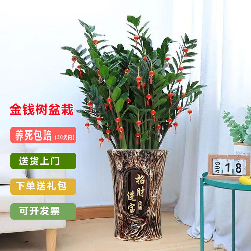 金钱树植物钱串子招财树办公室客厅开业乔迁送礼盆栽耐旱好养绿植,鲜花速递/花卉仿真/绿植园艺,大型绿植/成品组合盆栽,淘宝优惠券,粉丝福利购,淘宝优惠卷