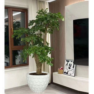 幌伞枫幸福树盆栽客厅办公室大型绿植新房乔迁送礼好养易活富贵树