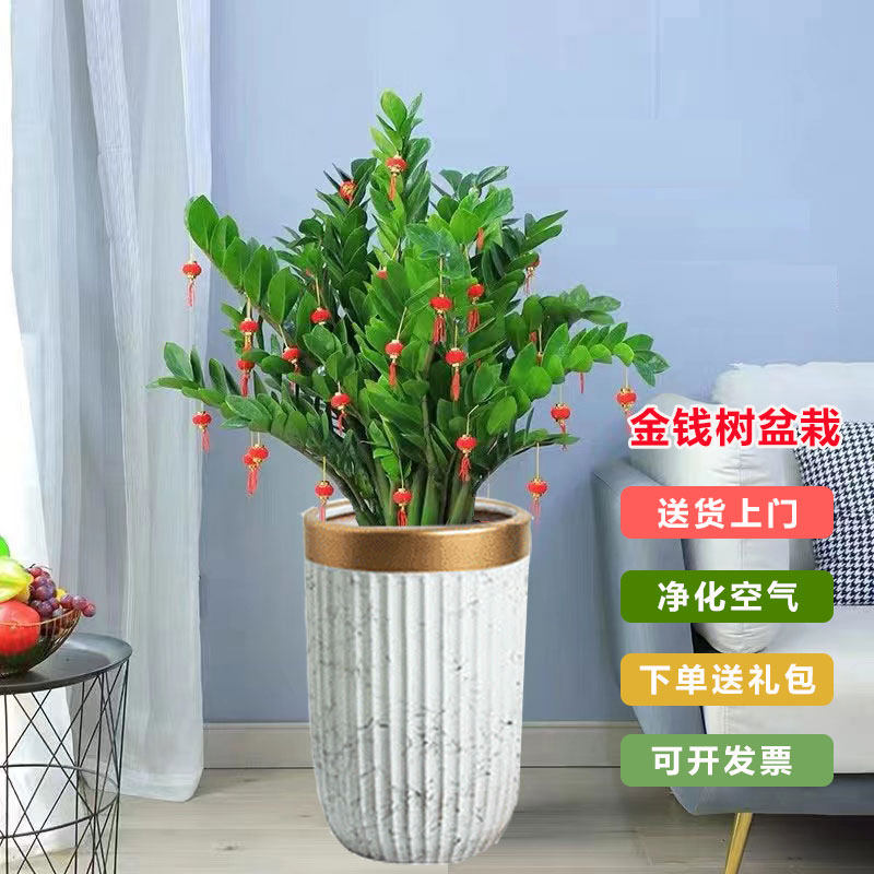 金钱树植物钱串子招财树办公室客厅乔迁送礼盆景四季常青好养绿植