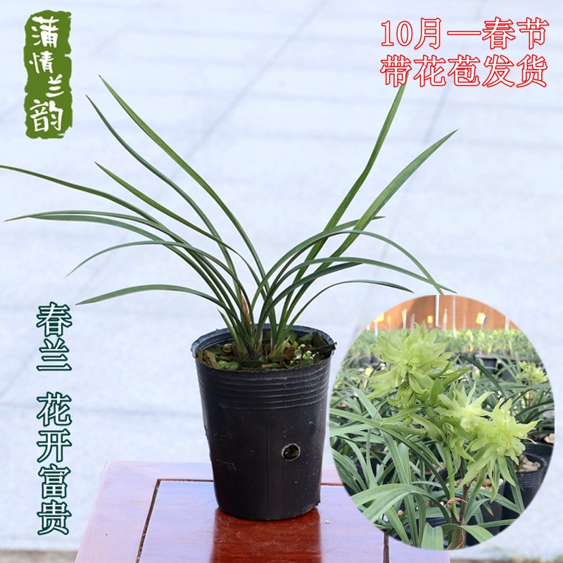 兰花苗春兰名品花开富贵 花浓香宏兴花卉绿植盆栽植物冬春带花苞