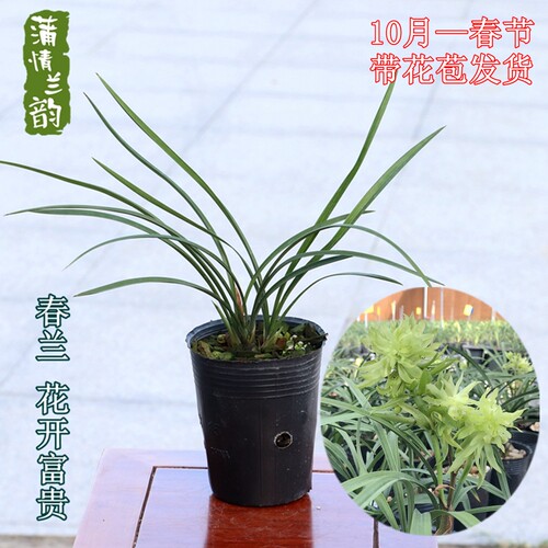 兰花苗春兰名品花开富贵 花浓香宏兴花卉绿植盆栽植物冬春带花苞