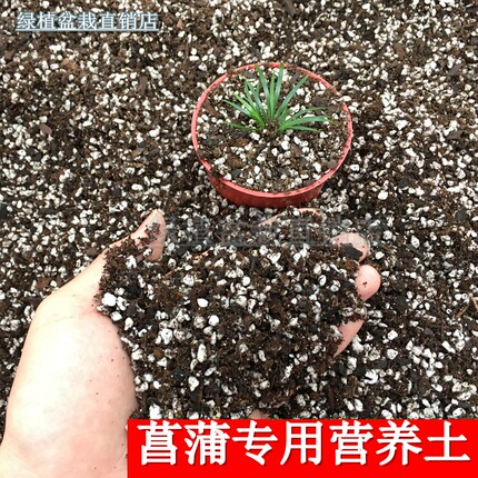 金钱菖蒲 虎须 黄金姬菖蒲 龙根 贵船苔 营养土 专用土 盆景 种苗