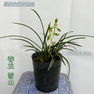 金边矮种兰花苗春兰雪山天草 盆花花卉盆栽春季阳台客厅不带花苞