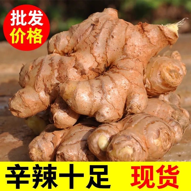 现挖现发老姜生姜大黄姜何老农