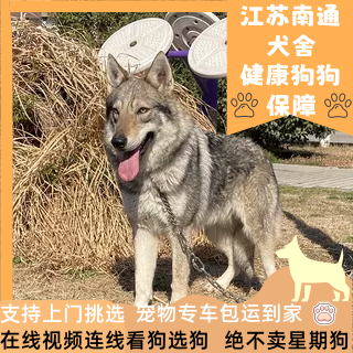 阿斯塔犬舍CKU认证犬舍捷克狼犬