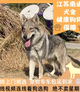 阿斯塔犬舍CKU认证犬舍捷克狼犬