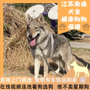 捷克狼犬江浙沪CKU犬舍 幼犬宠物狗狗活体小狗幼崽家养双血统