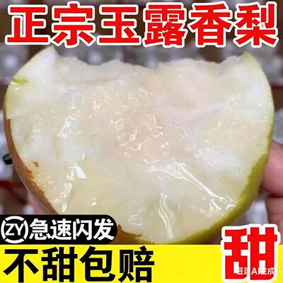 2025新果正宗玉露香梨脆嫩多汁