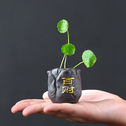 指尖茶桌摆件高档紫砂茶宠摆件精品创意可养禅意迷你花器茶具配件
