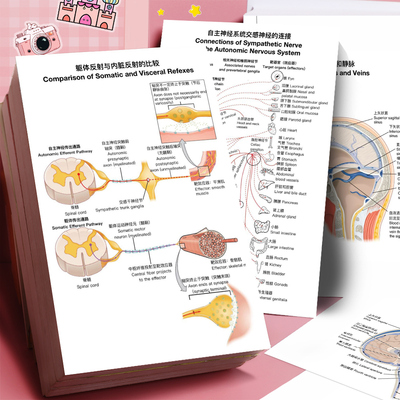 神经系统贴纸医学人体解剖学笔记解剖学资料高清大张学习diy贴画