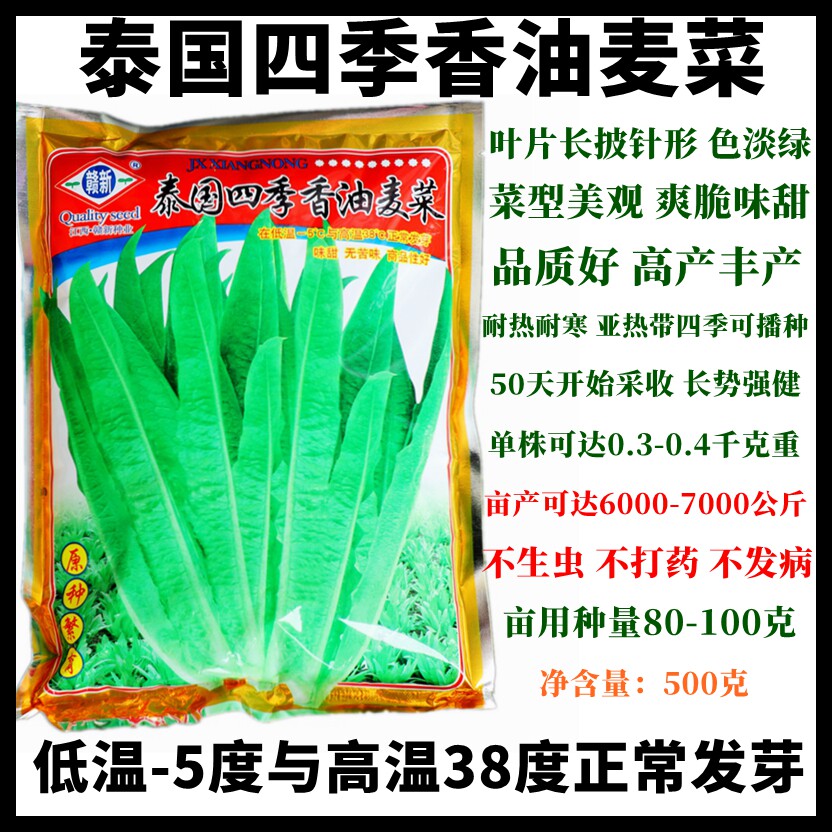泰国四季香油麦菜莜麦菜种子尖叶型尖叶莴苣不生虫不打药不发病