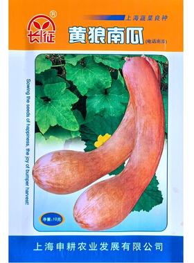 长征黄狼南瓜种子该品种分枝多主侧蔓均结瓜肉橙红色粉质味甜糯
