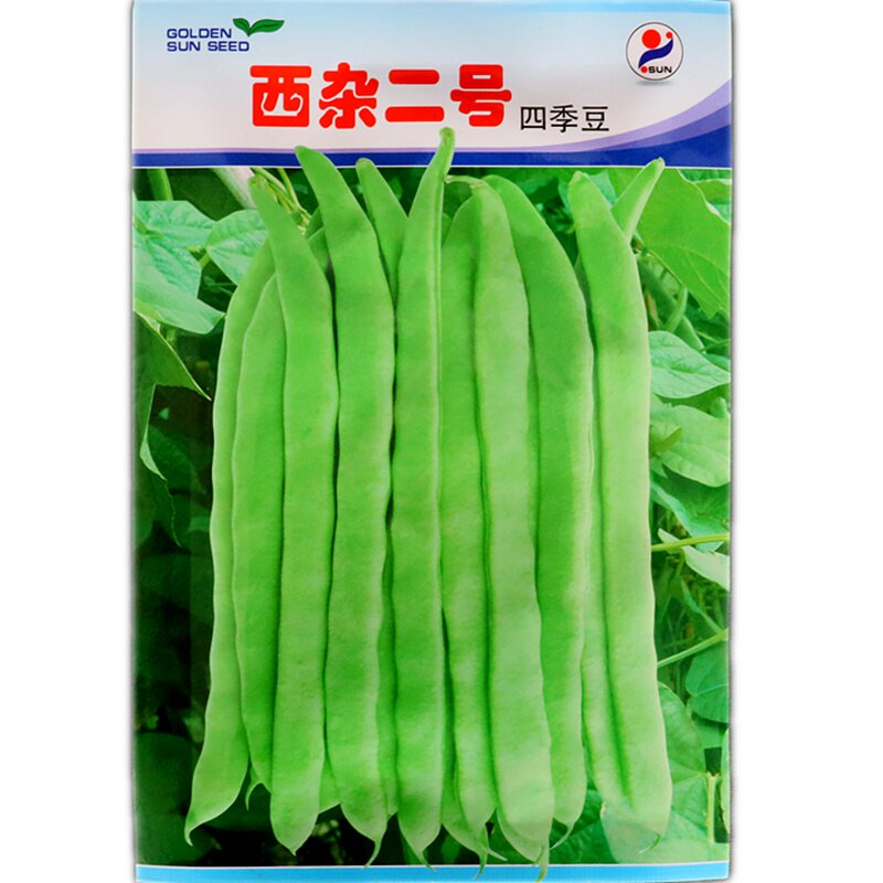 四季豆四季豆种子金阳早熟蔓生
