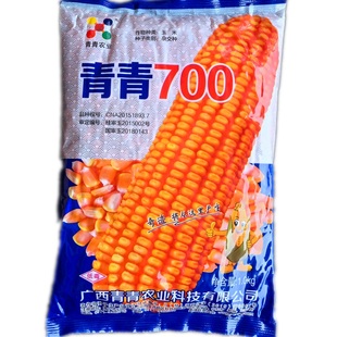 青青800玉米种子青青700国审玉大棒半马齿籽粒黄穗红轴果穗筒形