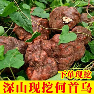 广西野生何首乌新鲜中药材正品 现挖泡茶正宗深山煲汤洗头睡眠现挖
