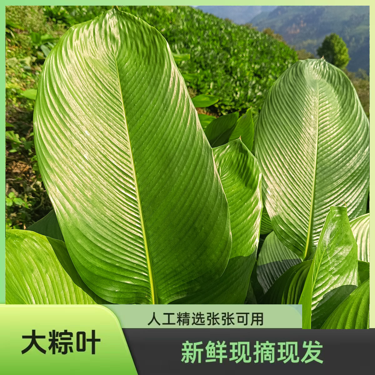 广西粽叶冬叶粽子叶新鲜