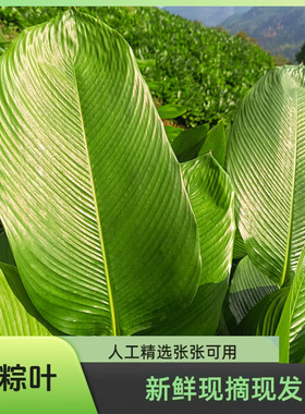 广西粽叶冬叶粽子叶大粽叶新鲜大冬叶现摘发货裹蒸粽新鲜粽子叶子