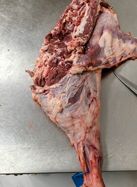 秦川羔羊肉羊后腿新鲜现杀清真