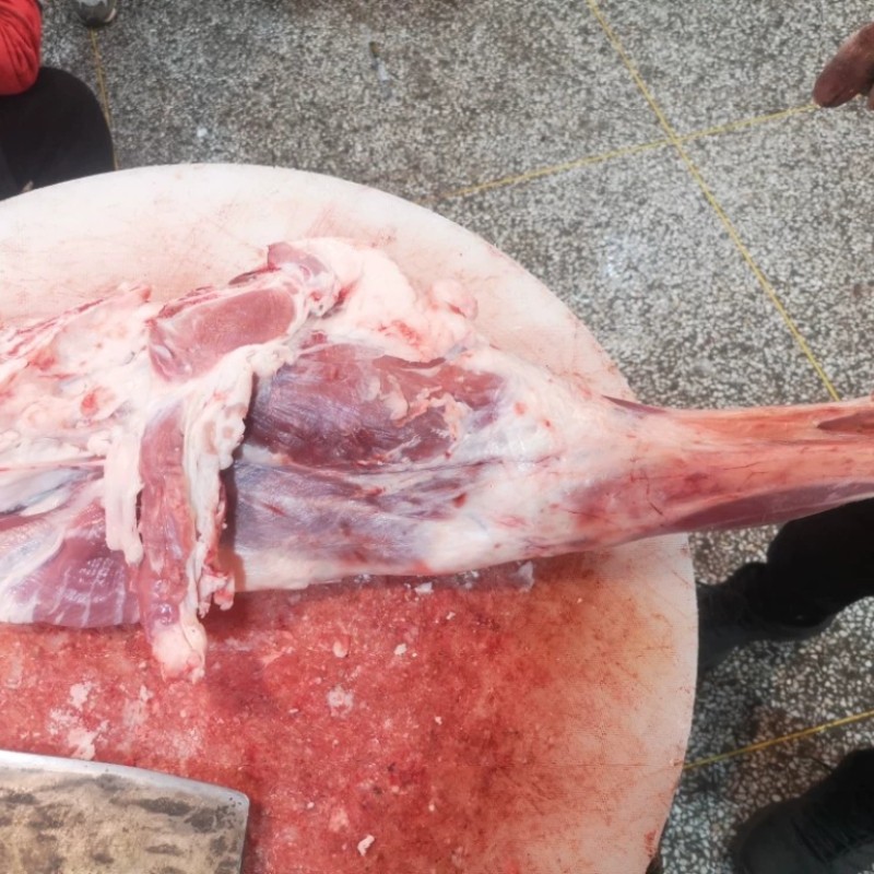 陕北羔羊肉羊后腿6.5斤新鲜现杀清真烤羊腿散养滩羊肉冷冻顺丰