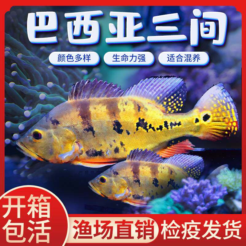 帝三间活体鱼虫纹黄金巴西亚金老虎蓝帆眼斑帝大型热带鱼