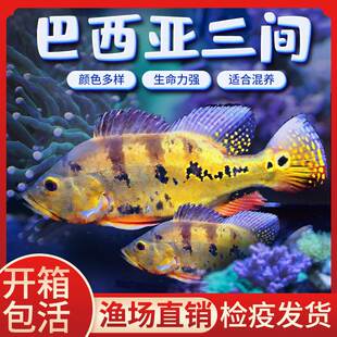 帝三间活体鱼虫纹黄金巴西亚金老虎蓝帆眼斑帝大型热带鱼