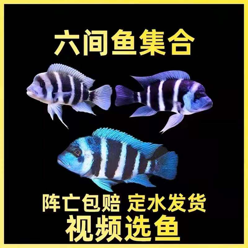 萨伊蓝六间活体皇冠六间伊巴卡布隆迪热带观赏鱼三湖慈鲷紫红六间
