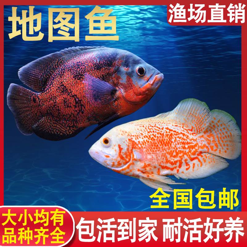 地图鱼活体大型热带观赏鱼小地图鱼幼苗猪仔鱼风水黑白长尾地图鱼