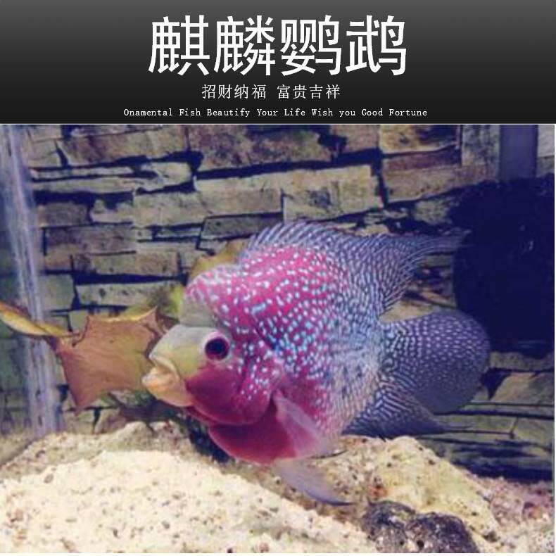 麒麟鹦GPW鹉鱼麒麟罗汉活体风水血鱼鹦鹉元宝黄鹦鹉梅花包鹦鹉邮