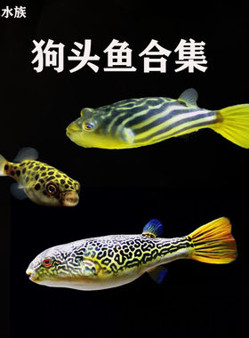 狗头鱼 斑马狗头鱼 皇冠狗头鱼 麒麟狗头鱼 超萌斑马狗头鱼