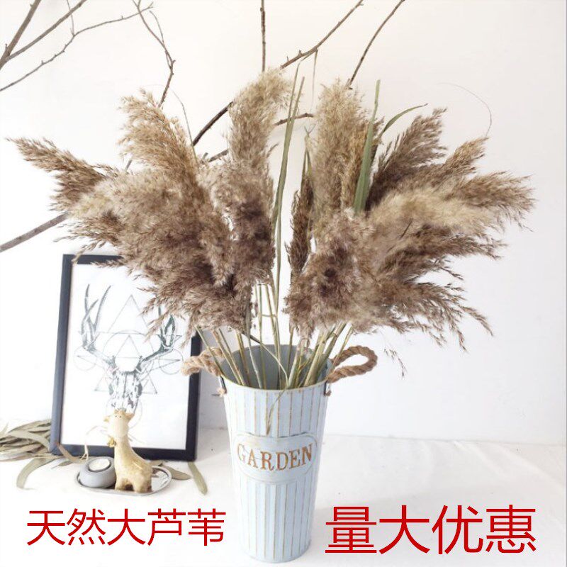 天然芦苇干花花束大芦苇蒲苇长落地网红橱窗摆件家居包邮