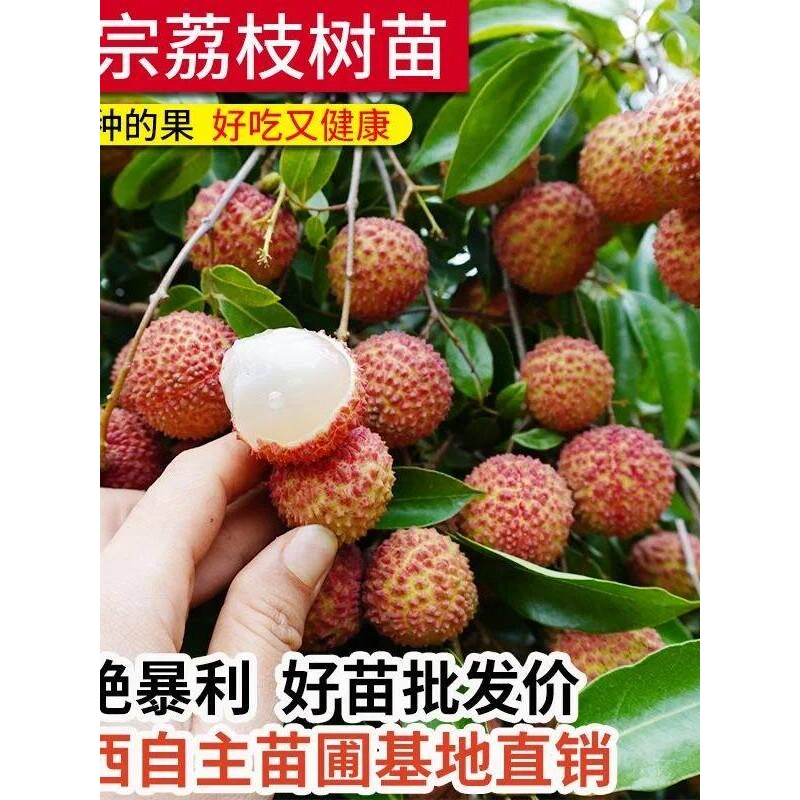 糯米糍荔枝大树苗带土桂味妃子笑正宗嫁接常绿盆地栽庭院无核苗木