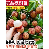 糯米糍荔枝大树苗带土桂味妃子笑正宗嫁接常绿盆地栽庭院无核苗木