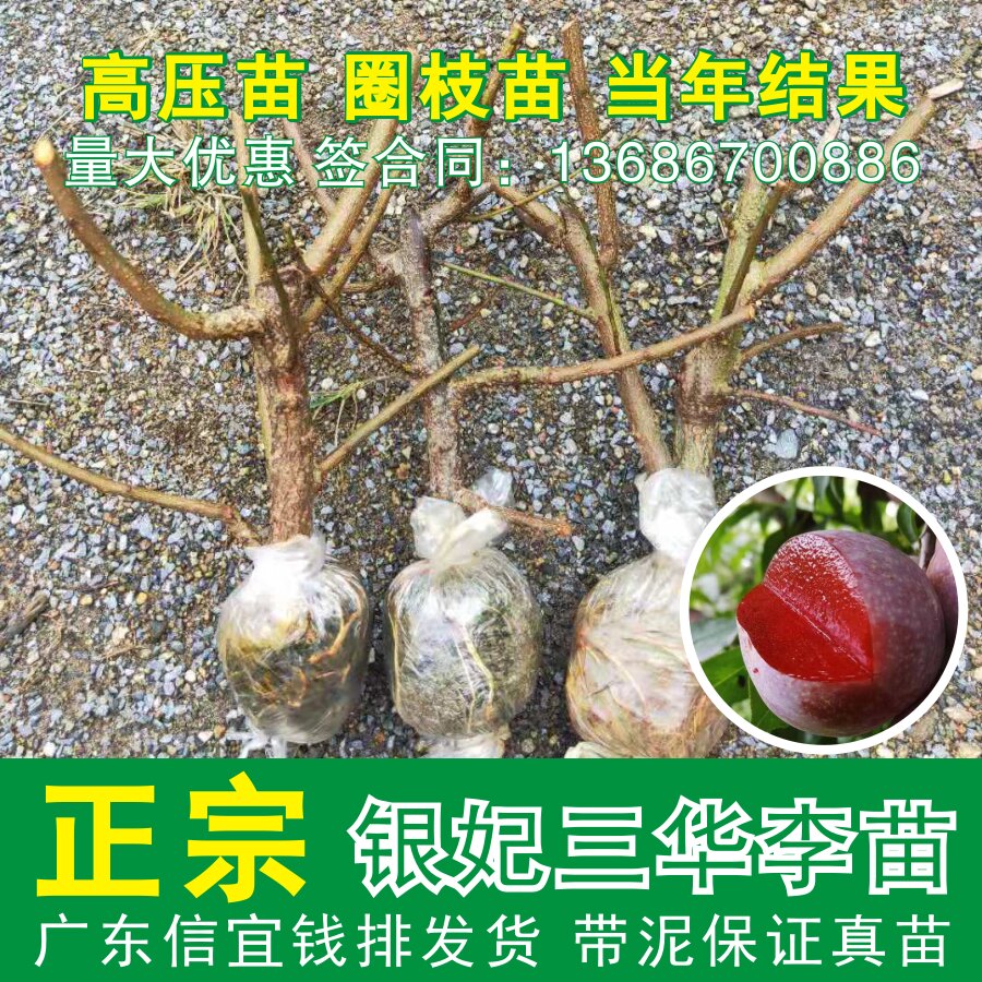 信宜钱排银妃高压苗三华李子树苗广东 红心三华李苗树苗圈枝苗