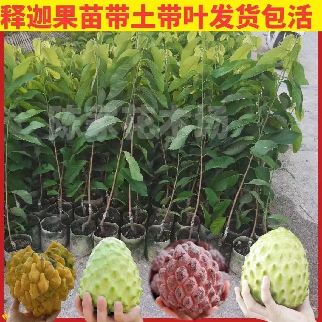四季释迦果树苗台湾番荔枝苗嫁接当年结果南方地栽种植盆栽果树苗