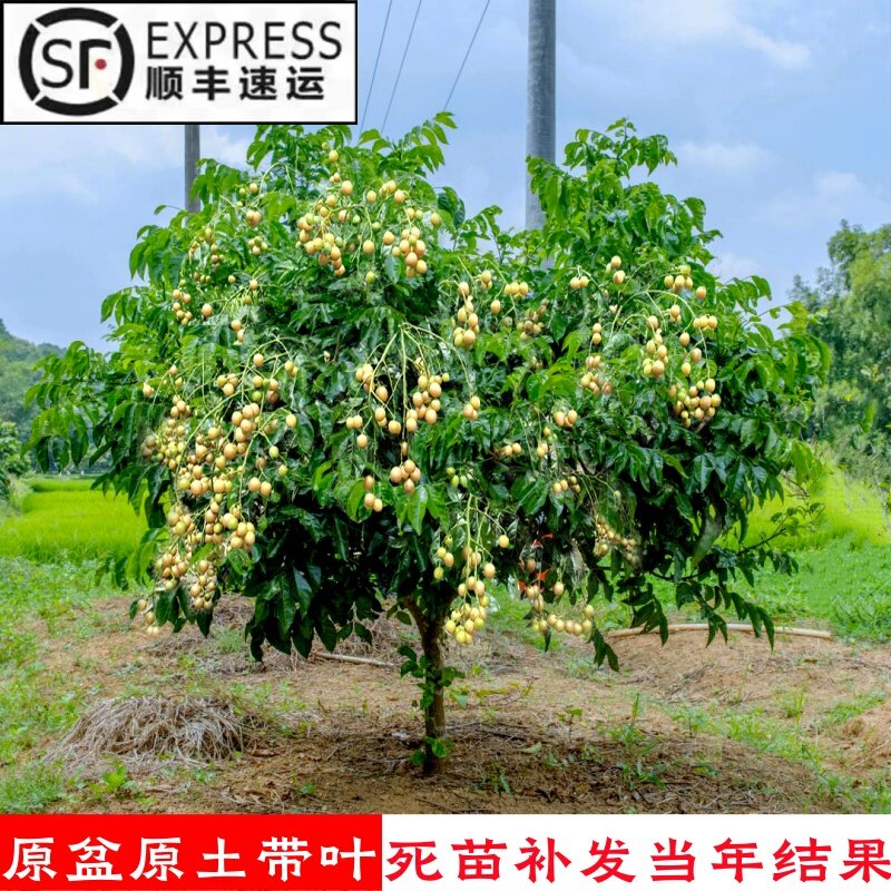广西鸡心黄皮果树果苗纯甜正宗大苗带土带叶种植南方盆栽庭院地栽