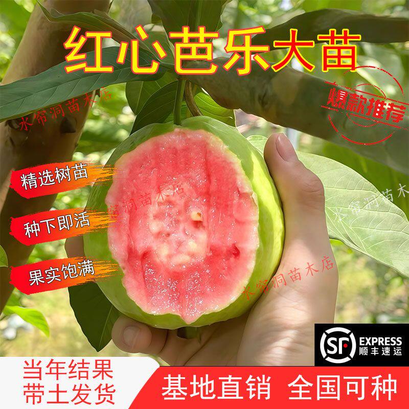 台湾珍珠四季白肉番石榴苗红心芭乐无籽红宝石嫁接树苗当年结果