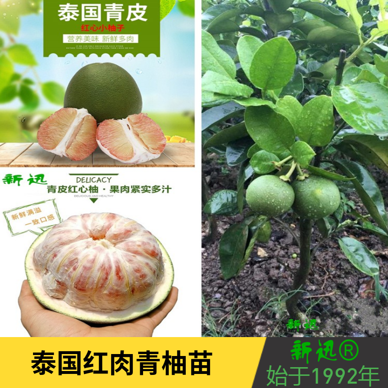 新迅泰国青皮红心柚子嫁接苗 翡翠红宝石柚子苗 青皮红肉青柚树苗