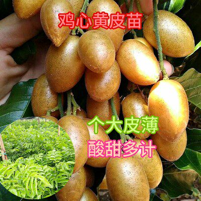 无核鸡心黄皮树苗嫁接大果贵妃带泥叶盆地栽南方种植庭院绿化果苗