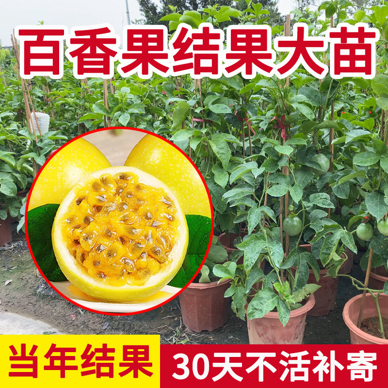黄金百香果树果苗特大号紫香台农百香果苗四季不断结果大苗盆栽苗