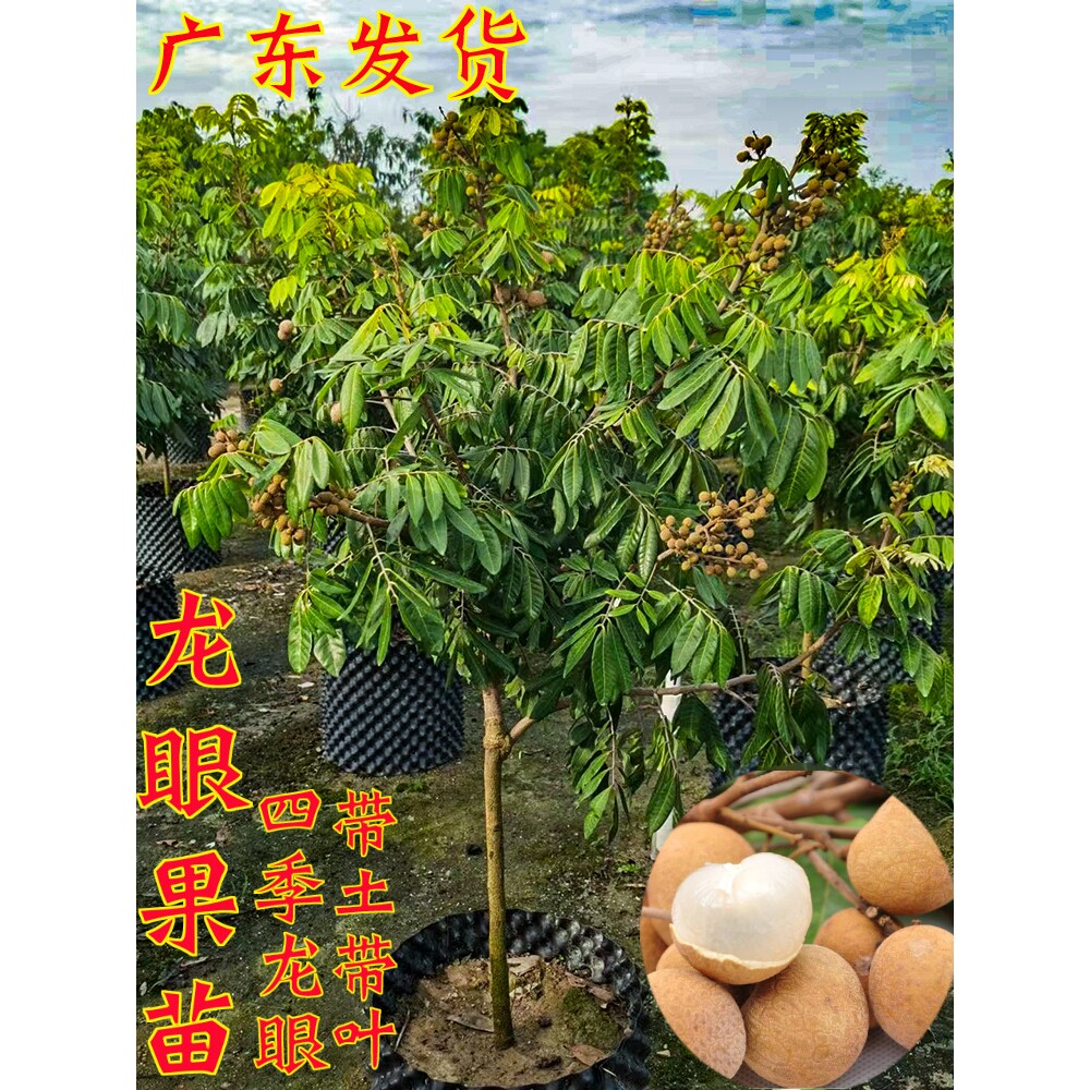 正宗龙眼树苗桂圆苗嫁接石碣龙眼四季龙眼果树苗盆栽地栽果树果苗