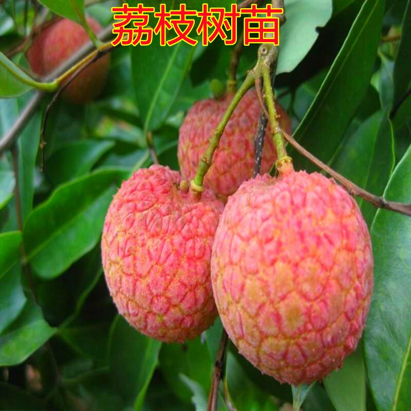荔枝树苗嫁接果树苗无核妃子笑盆栽南方种当年结果嫁接荔枝苗耐寒