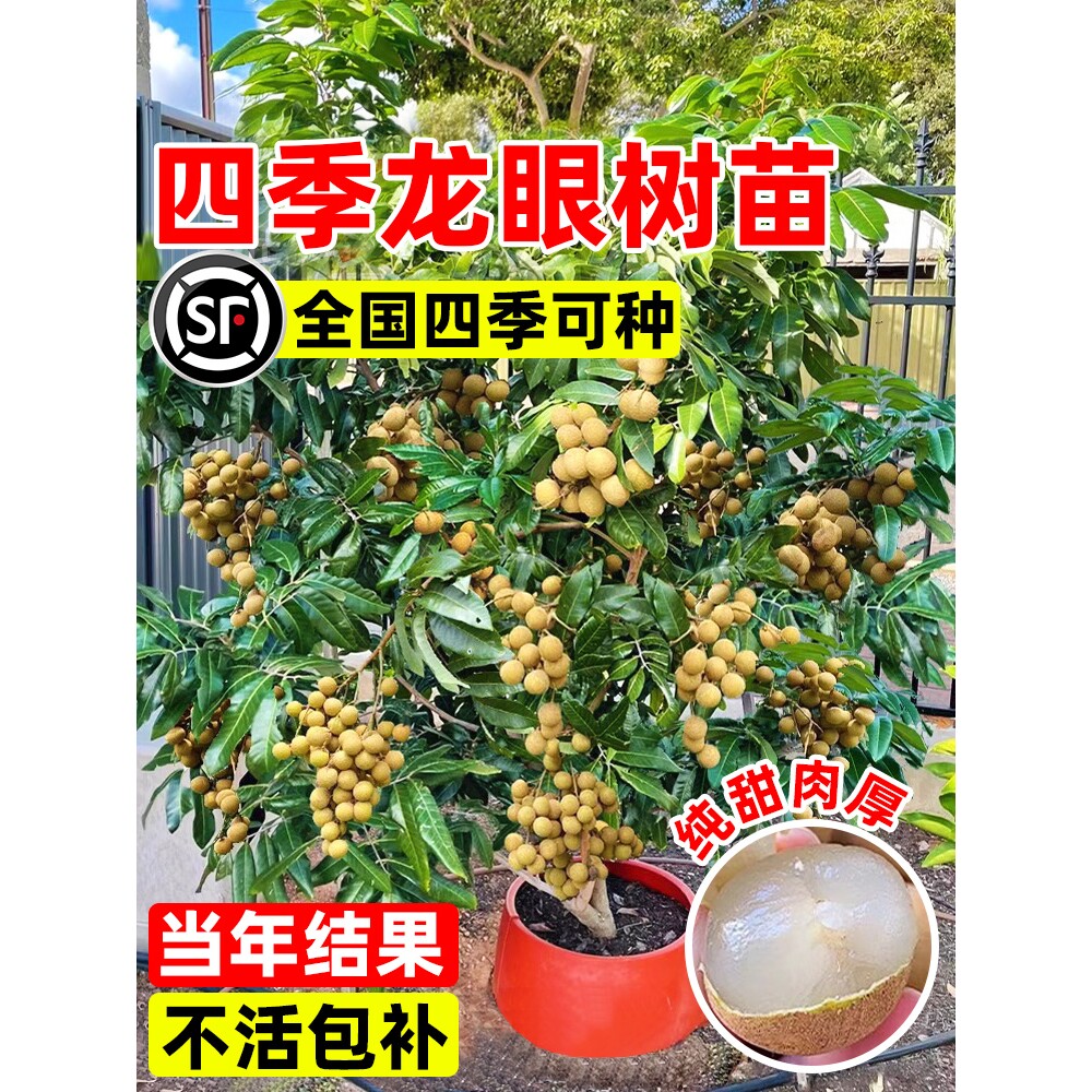 储良龙眼树苗嫁接苗盆栽桂圆水果树果苗石硖南方四季种植当年结果