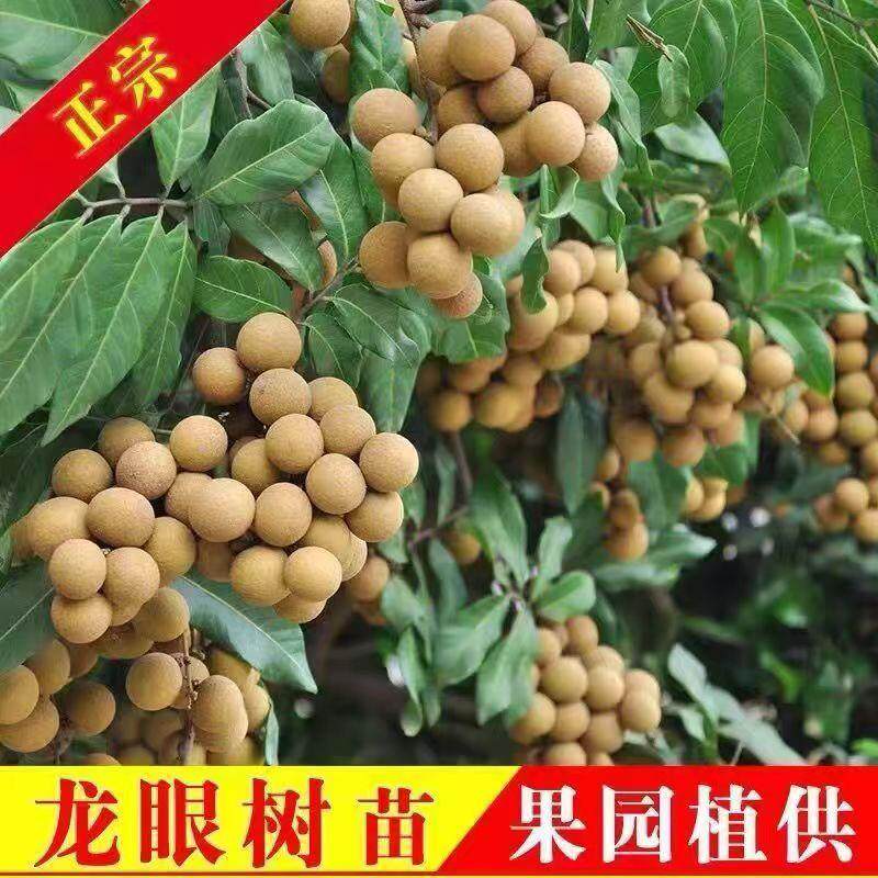 龙眼树苖嫁接石硖桂圆树苗储良盆栽果树果苗南方四季种植当年结果